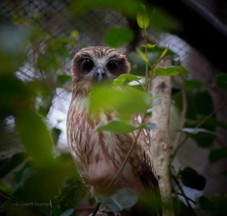 Boobook owl Watching and those EYES!