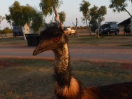 An Emu in our face at Exmouth, Western Australia.