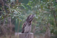 Tawny Frogmouth on fence post pretending he part of the furniture - Margaret River Western Australia